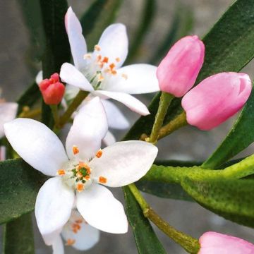 Eriostemon myoporoides Flower Girl Pink - Langblättrige Wachsblume Eriostemon myoporoides Flower Girl Pink - Langblättrige Wachsblume