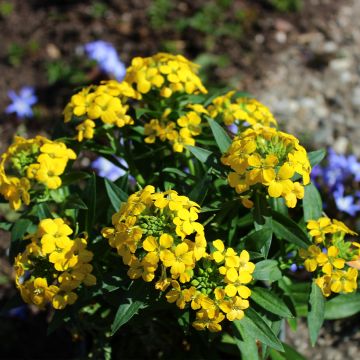 Erysimum alpinum - Garten-Goldlack Erysimum alpinum - Garten-Goldlack