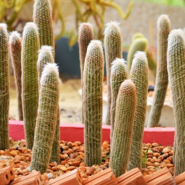Kaktus - Espostoa churinensis