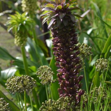 Eucomis comosa Indian Summer - Schopflilie