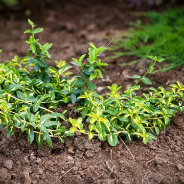 Spindelstrauch Sunspot - Euonymus fortunei