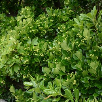 Japanischer Spindelstrauch - Euonymus japonicus