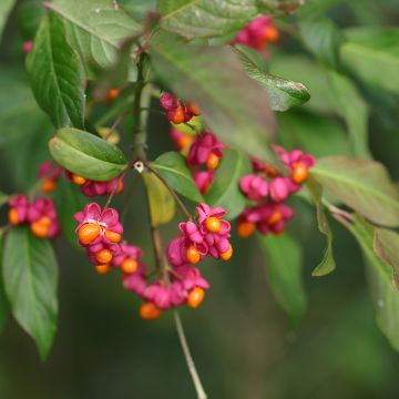 Euonymus latifolius - Pfaffenhütchen Euonymus latifolius - Pfaffenhütchen