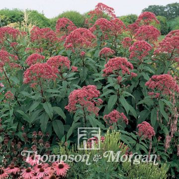Gefleckter Wasserdost Atropurpureum (Samen) - Eupatorium maculatum