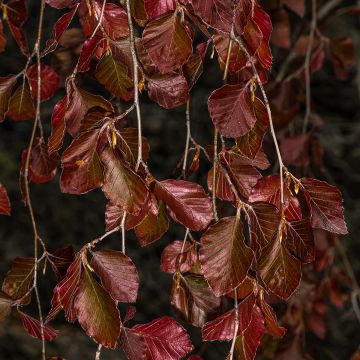 Rotbuche Purple Fountain - Fagus sylvatica Rotbuche Purple Fountain - Fagus sylvatica