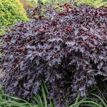 Rotbuche Rohan Weeping - Fagus sylvatica Rotbuche Rohan Weeping - Fagus sylvatica