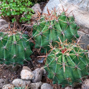 Ferocactus latispinus - Ferokaktus
