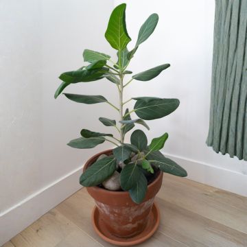 Ficus benghalensis Audrey - Banyanbaum