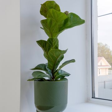 Ficus  lyrata Tibaco Bambino - Geigen-Feige