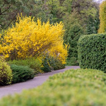 Forsythia intermedia Forbeesia - Mimosa de Paris