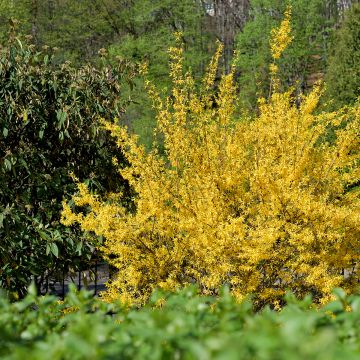 Forsythia x intermedia Goldzauber - Mimosa de Paris Forsythia x intermedia Goldzauber - Mimosa de Paris