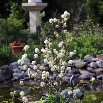 Federbuschstrauch - Fothergilla major