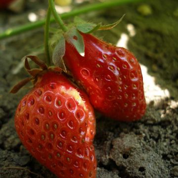 Erdbeere Rubis des Jardins Bio Erdbeere Rubis des Jardins Bio