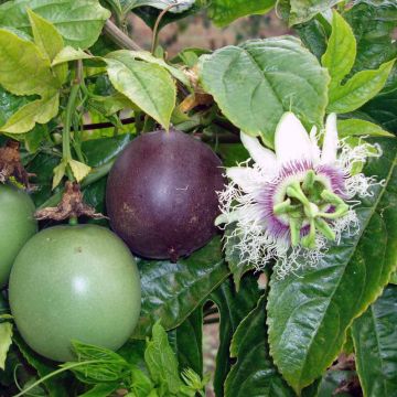 Maracuja - Passiflora edulis