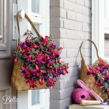 Fuchsia Bella Sacha Fuchsia Bella Sacha