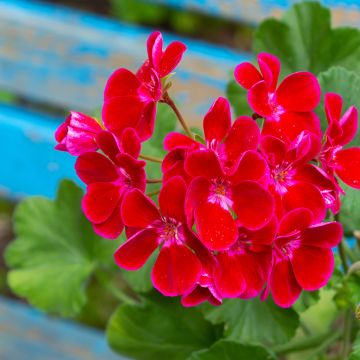 Zonal-Pelargonie Flower Fairy Velvet - Pelargonium Zonal-Pelargonie Flower Fairy Velvet - Pelargonium