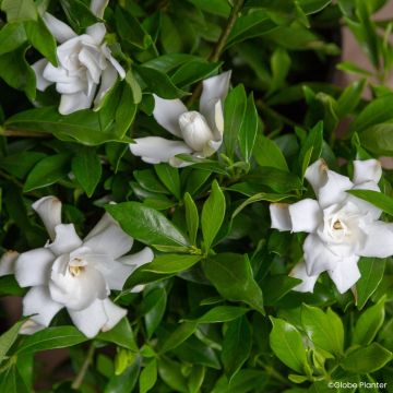 Gardenie Fool Proof - Gardenia