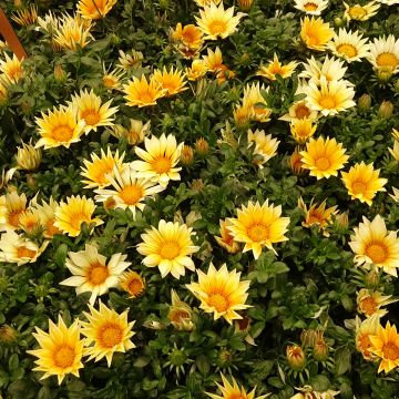 Gazanie Zany F1 Sunny Side Up (Samen) - Gazania