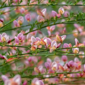 Edelginster Moyclare Pink - Cytisus scoparius