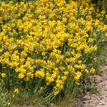 Flügel-Ginster - Genista sagittalis