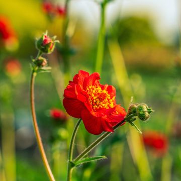 Geum coccineum Flore Pleno Blazing Sunset (Samen) - Scharlachrote Nelkenwurz