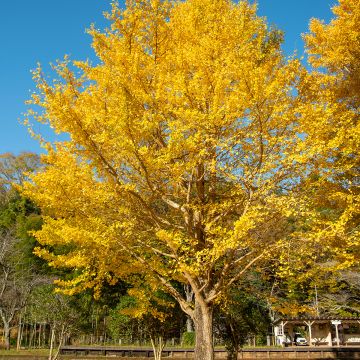 Ginkgo biloba - Fächerblattbaum Ginkgo biloba - Fächerblattbaum