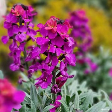 Garten-Goldlack Colour Vibe Purple - Erysimum 