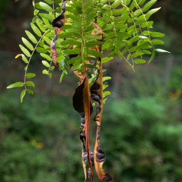Gleditsia triacanthos f.inermis (Samen) - Gleditschie Gleditsia triacanthos f.inermis (Samen) - Gleditschie