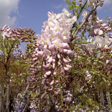 Wisteria brachybotrys Shiro-Beni - Blauregen