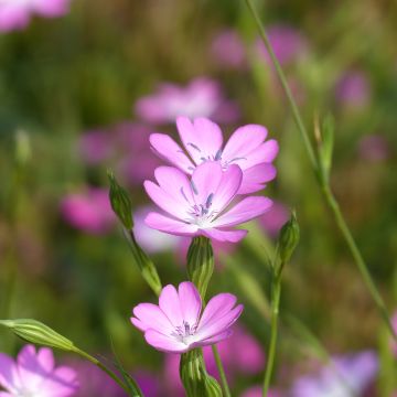 Agrostemma coeli-rosa (Samen) - Gewöhnliche Kornrade Agrostemma coeli-rosa (Samen) - Gewöhnliche Kornrade