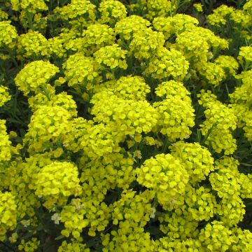 Alyssum montanum Berggold (samen) - Berg-Steinkresse