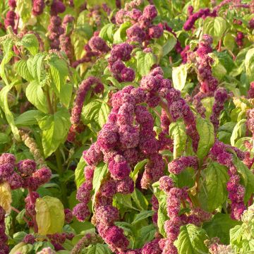 Amaranthus Mira (Samen) - Garten-Fuchsschwanz