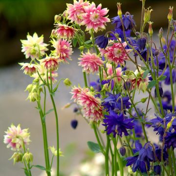 Aquilega Barlow Mixture (Samen) - Gemeine Akelei