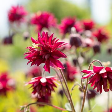 Aquilega Bordeaux Barlow (Samen) - Gemeine Akelei