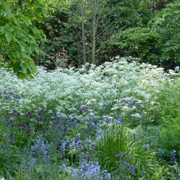 Wiesen-Kerbel Ravenswing (Samen) - Anthriscus sylvestris