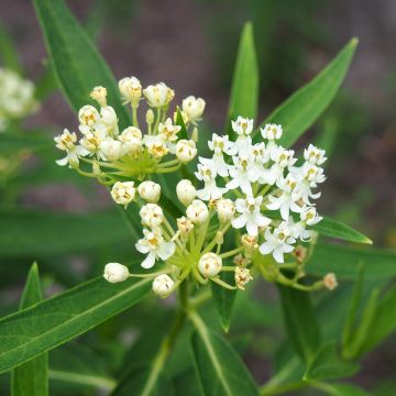 Asclepias incarnata White (Samen) - Rosablühende Seidenpflanze Asclepias incarnata White (Samen) - Rosablühende Seidenpflanze