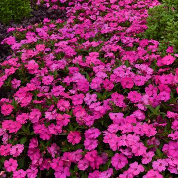 Fleißige Lieschen Solarscape XL Pink Jewel (Samen) - Impatiens