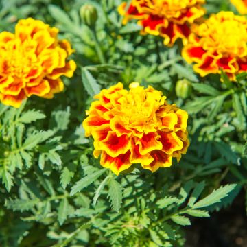 Studentenblume Honeycomb