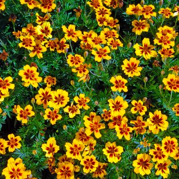 Studentenblume Marietta