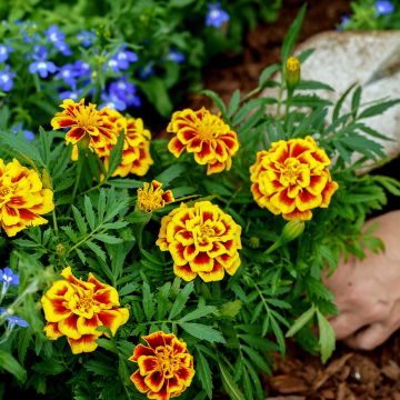 Niedrige Studenteblumen Mango Tango - Tagetes patula Niedrige Studenteblumen Mango Tango - Tagetes patula