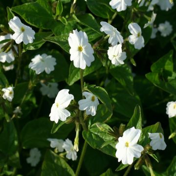 Browallia White Lady (Samen) - Amethyst-Veilchenbusch