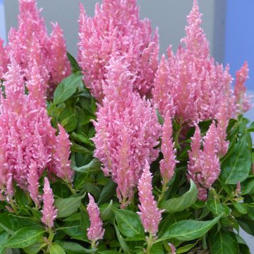 Celosia spicata Flamma Pink (Samen) - Silber-Brandschopf
