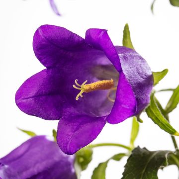 Marien-Glockenblume F1 Big Ben Deep Blue (Pillierte Samen) - Campanula medium