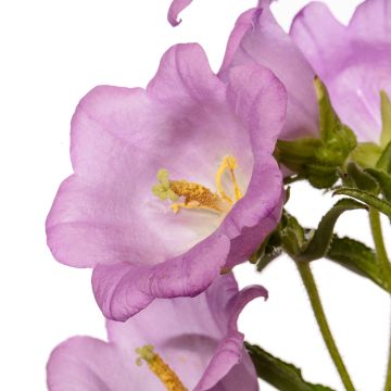 Marien-Glockenblume F1 Big Ben Lavender (Pillierte Samen) - Campanula medium