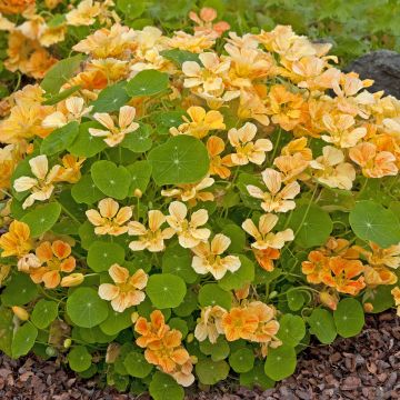 Zwerg Kapuzinerkresse Whirlybird Apricot (Samen) - Tropaeolum