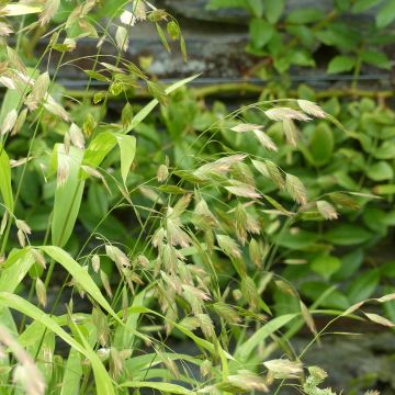 Chasmanthium latifolium (Samen) - Plattähren-Gras