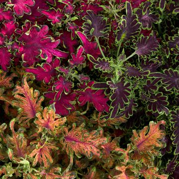 Coleus Colocha Mix (samen) - Buntnessel