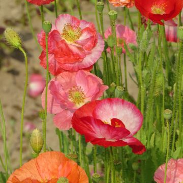 Graines de Coquelicot Shirley Mix BIO