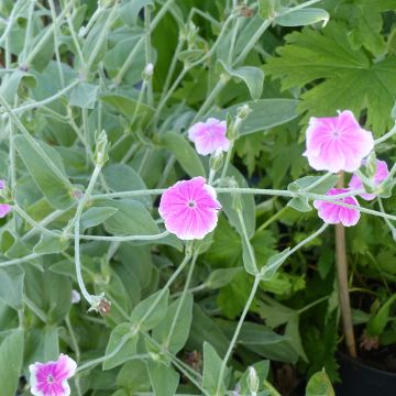 Kranz-Lichtnelke Angel's Blush (samen) - Lychnis coronaria