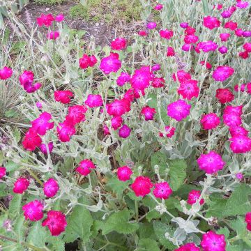 Lychnis coronaria atropurpurea (samen)  - Kranz-Lichtnelke